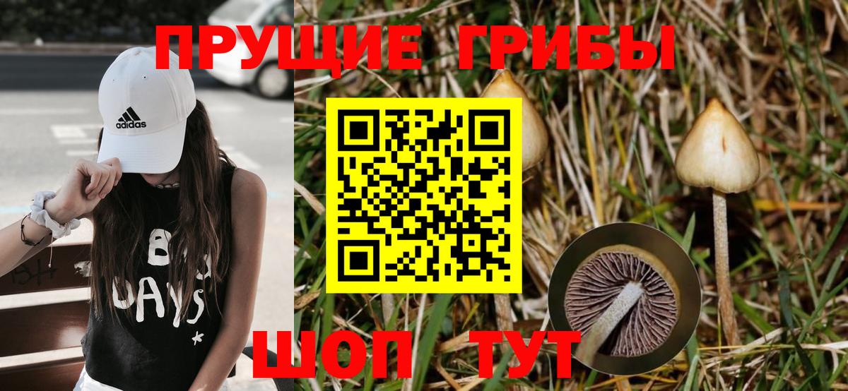 Псилоцибиновые грибы ЛСД Зима
